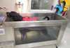 Veterinary Pet Hydrotherapy Underwater Dog Treadmill CP-C380